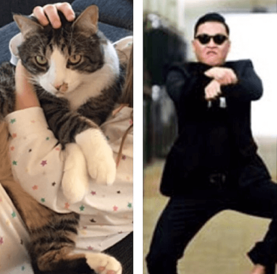 Kör en Gangnam style som PSY. Kör en Gangnam style som PSY.