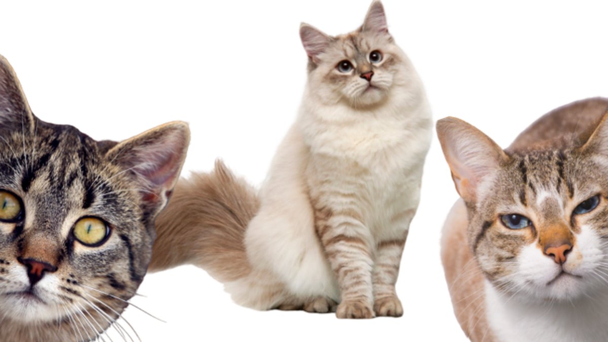 Expert-delar-in-katter-i-fyra-olika-kategorier
