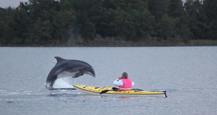 Delfin, Sverige