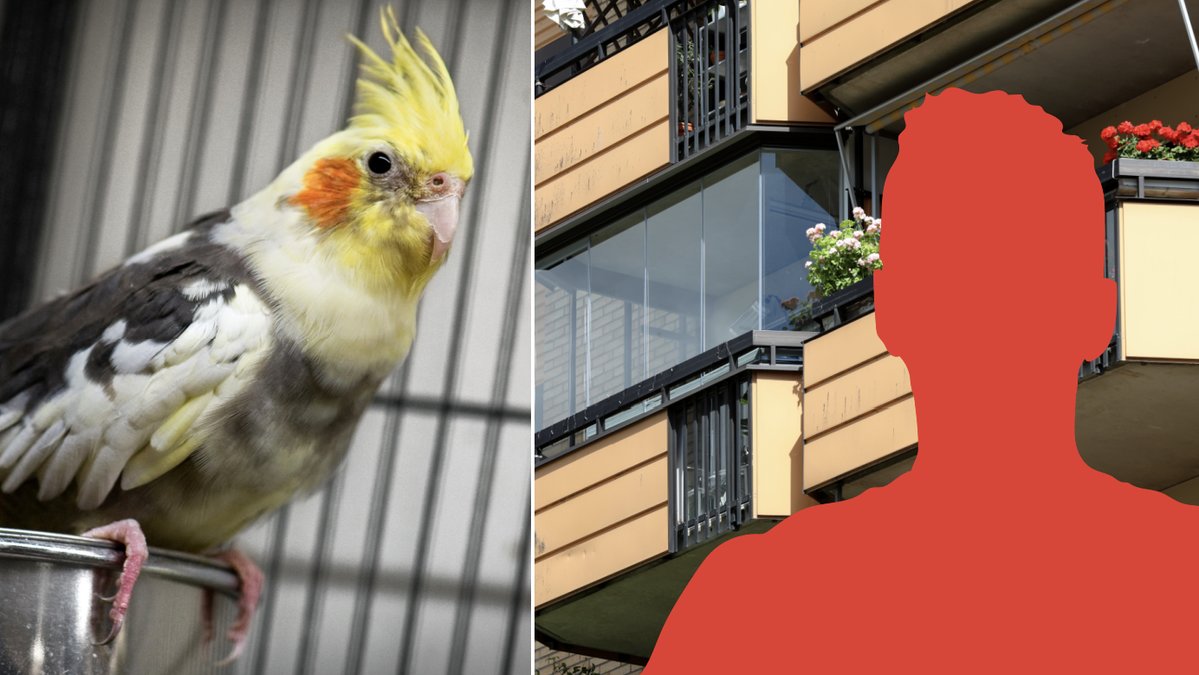 En fågelrädd inkräktare ramlade ner från en balkong. Genrebild.