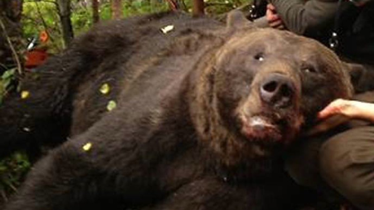Ett av offren från årets jakt - en bjässe på 280 kilo. 
