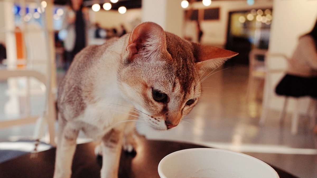 Det finns gott om katt-kaféer runtom i världen!