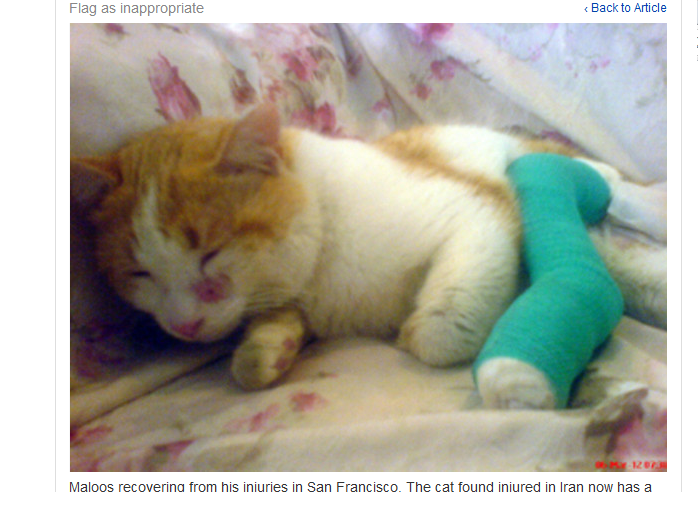 Den tvååriga iranska katten överlevde efter att ha. . .