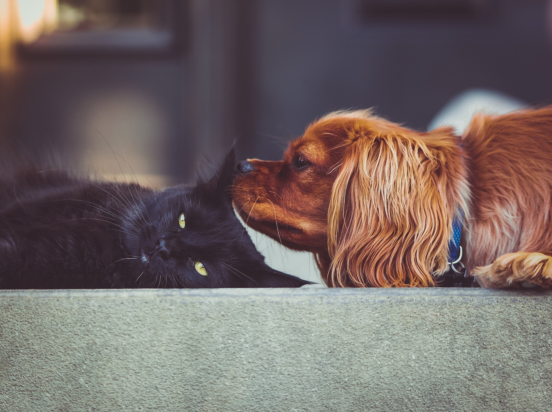Katt och hund Katt och hund