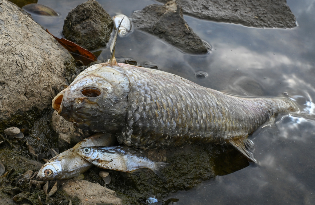 Dödsorsaken för många ton fisk i Oder är okänd.