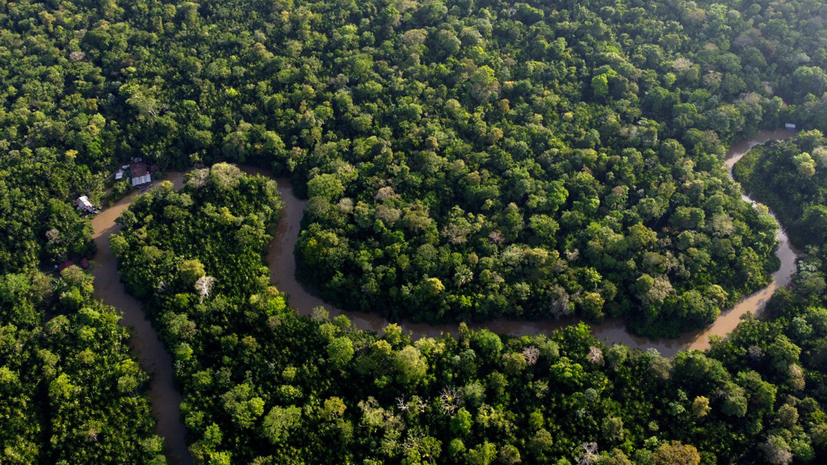 Avverkningen av regnskog i Brasilien har minskat kraftigt. Globalt sett ligger skogsförlusterna dock kvar på höga nivåer. Arkivbild.