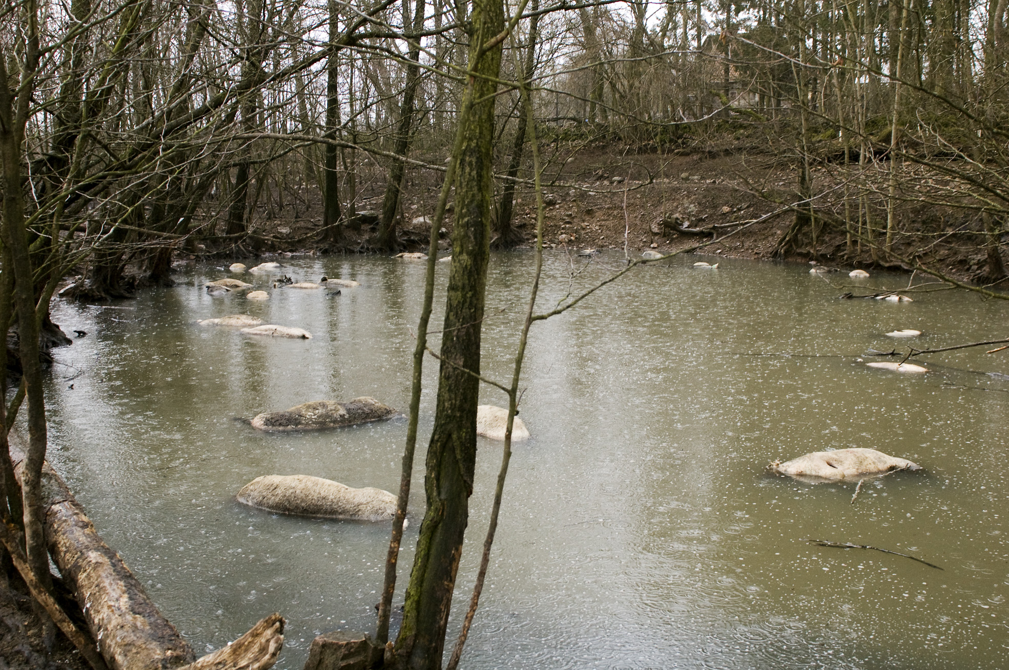 37 döda grisar hittades ligga och skvalpa i dammen.