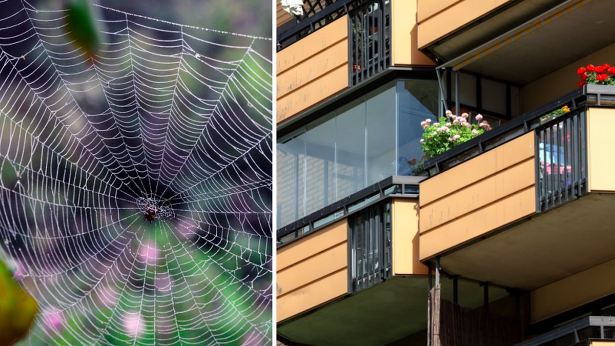Här är ett enkelt knep för hur du får din balkong spindelfri