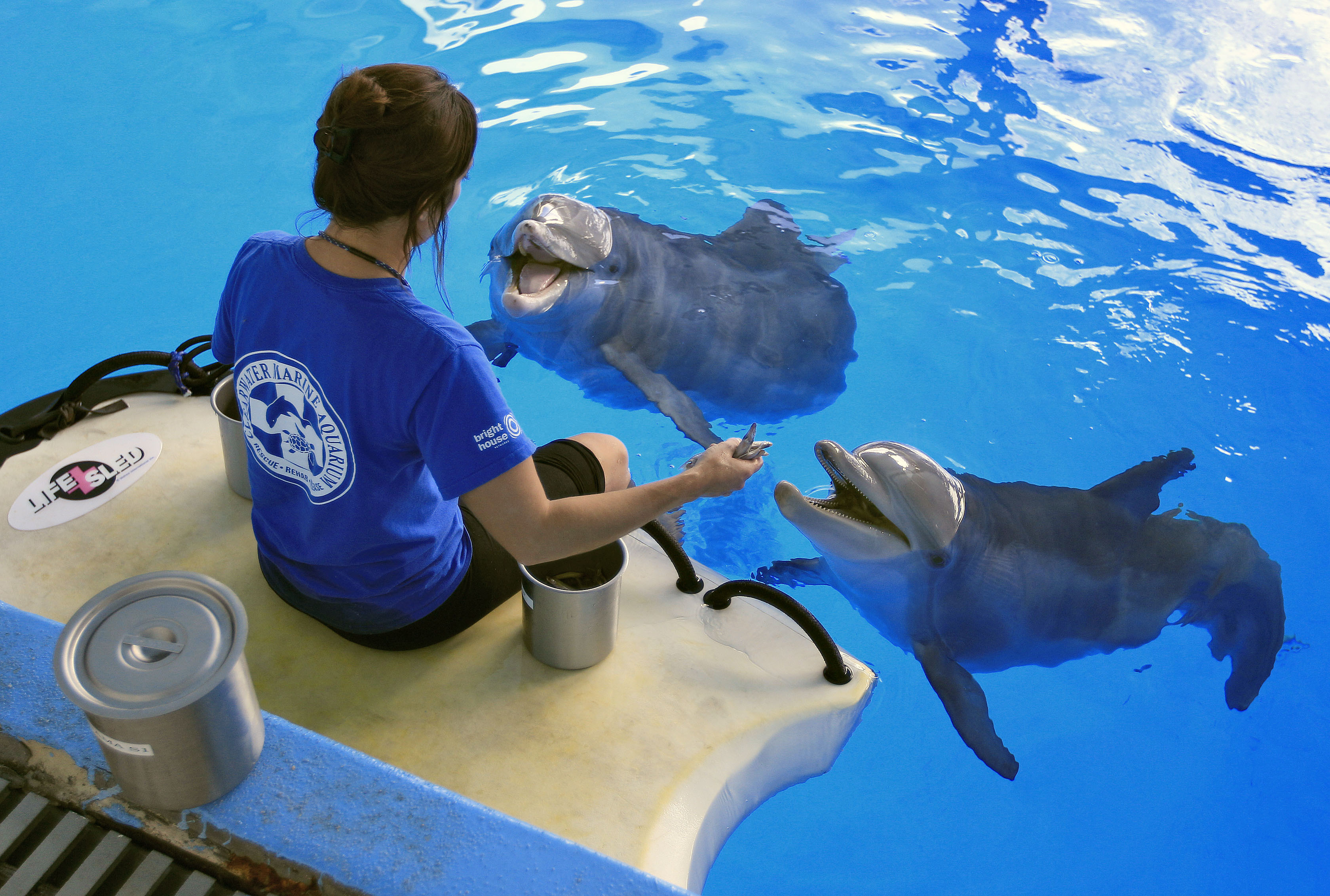 7. Simma med delfiner.