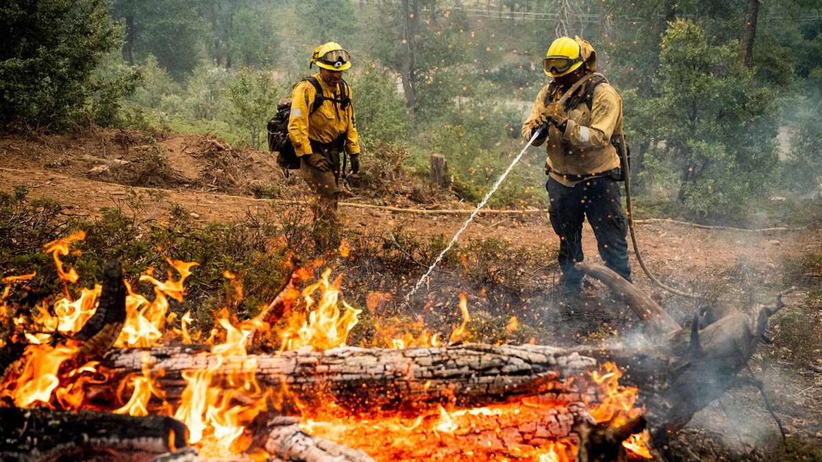 Brandmän bekämpar brandhärdar i Ekbranden i Mariposa County, Kalifornien, under måndagen.