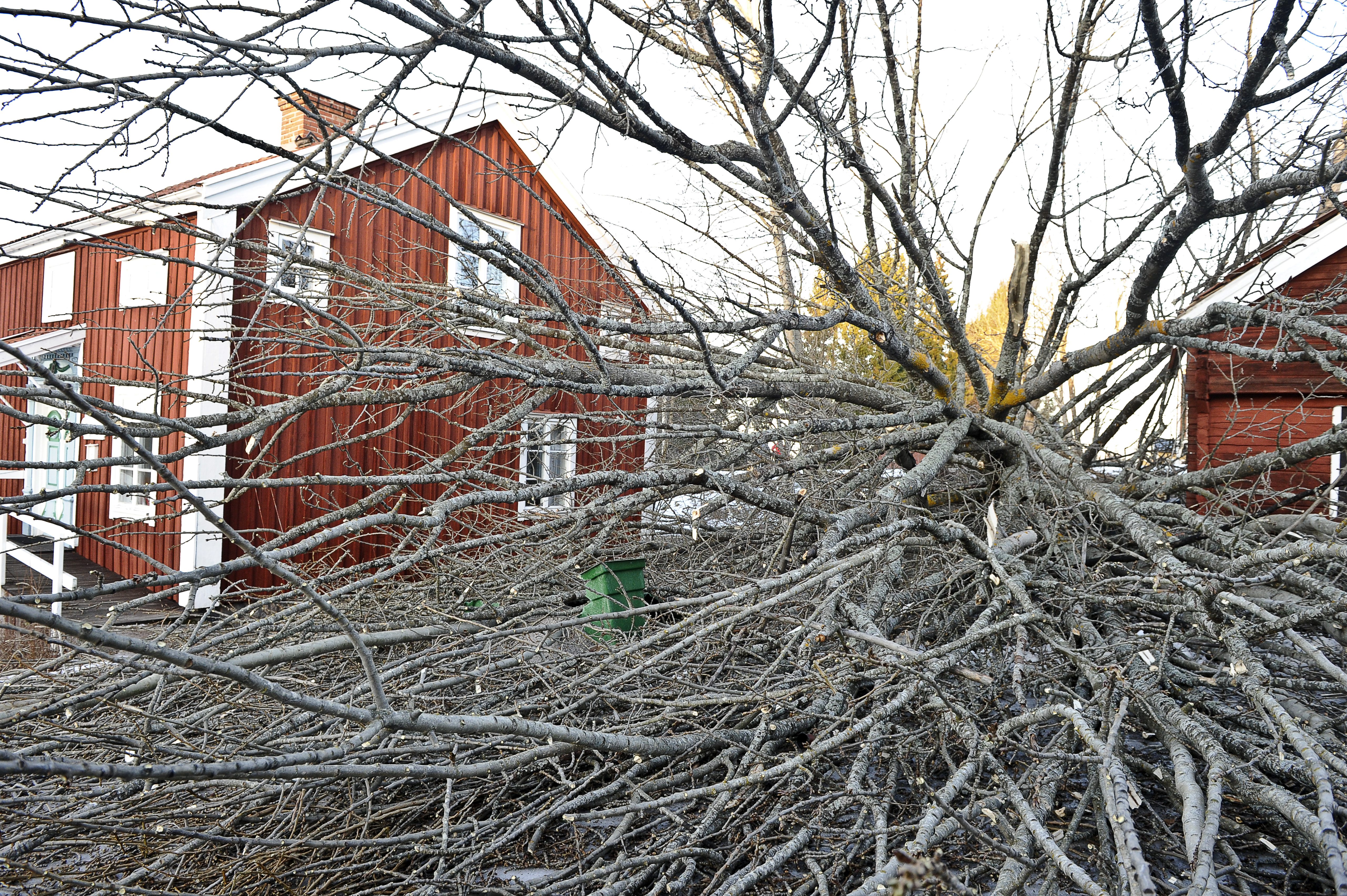 Alnön utanför Sundsvall blev hårt drabbat när stormen Dagmar drog fram med full kraft natten till måndagen med många nedblåsta träd och ledningar som följd. 