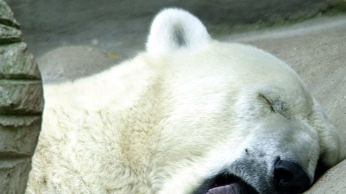Isbjörnar mår av förklarliga skäl inte bra i tropisk hetta. Som denna isbjörn (ej Arturo) som sover tungt i hettan på ett annat zoo.