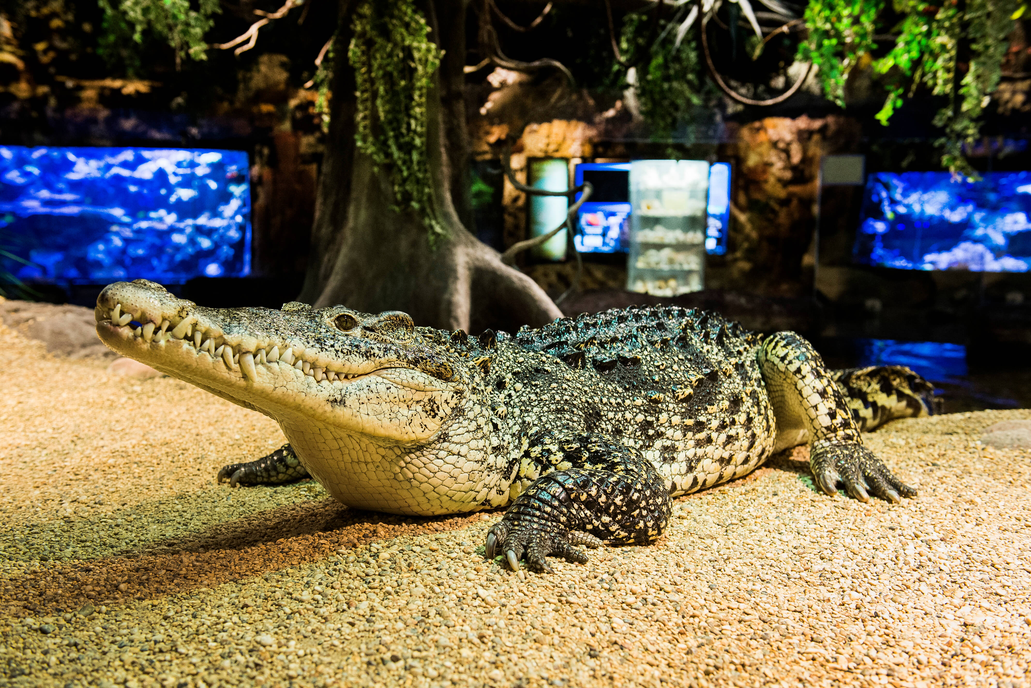 Krokodiler: En av dinosauriernas släktingar, som ofta drar ner offret i vattnet och snurrar runt, tar livet på 1 500 - 2 500 personer årligen. Krokodiler: En av dinosauriernas släktingar, som ofta drar ner offret i vattnet och snurrar runt, tar livet på 1 500 - 2 500 personer årligen.