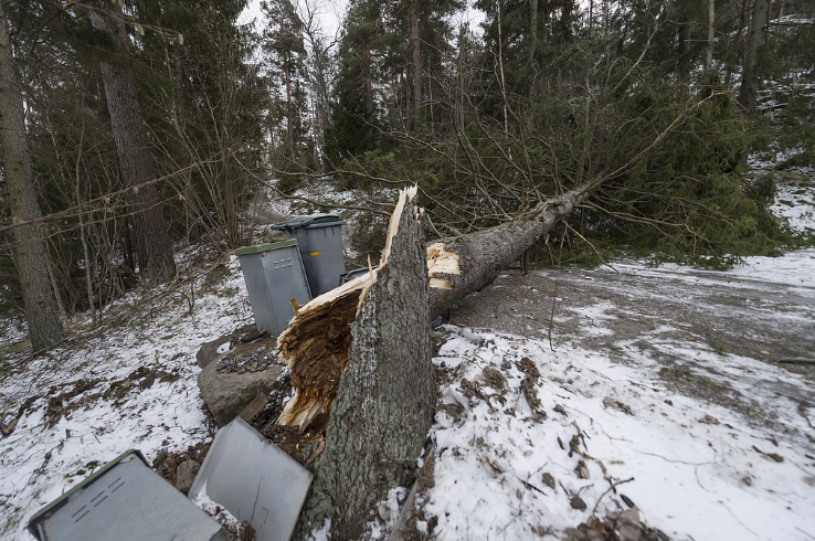 Träd fallit efter storm Träd fallit efter storm