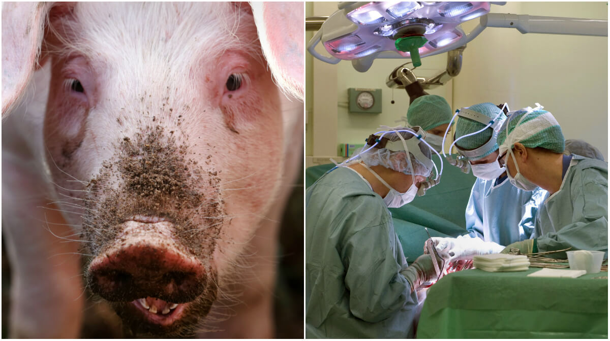 Hornhinnor tänkte till grisar har opererats in i människor i Ukraina.