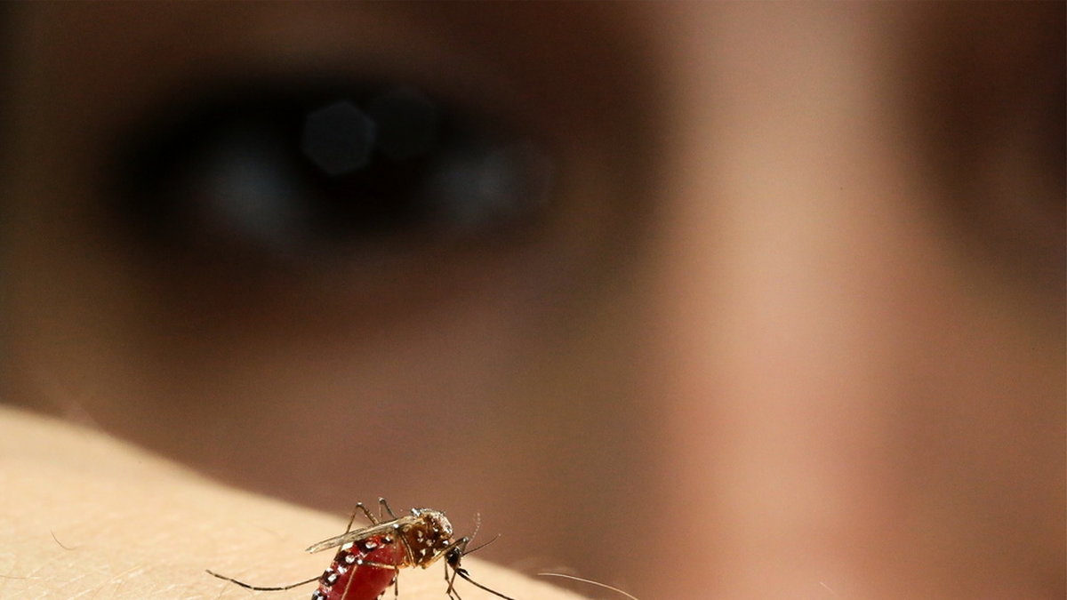 Vissa tvålar kan ha en doft som lockar myggorna er än andra enligt en liten studie. Arkivbild.