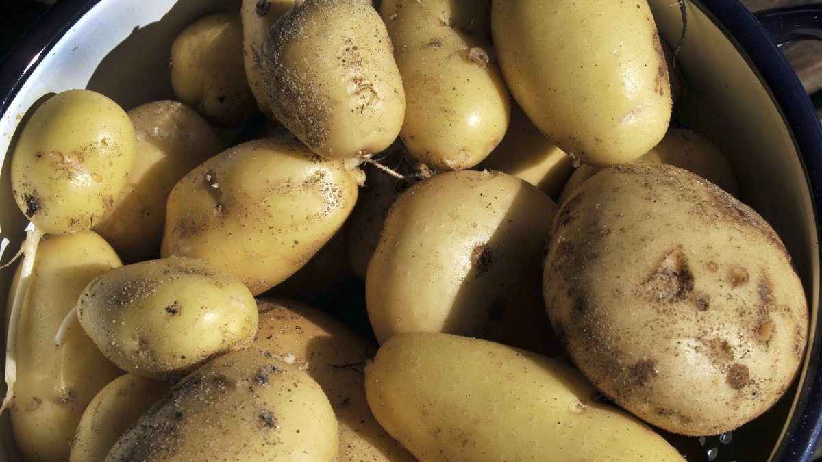 Nu varnar EU för potatis. 