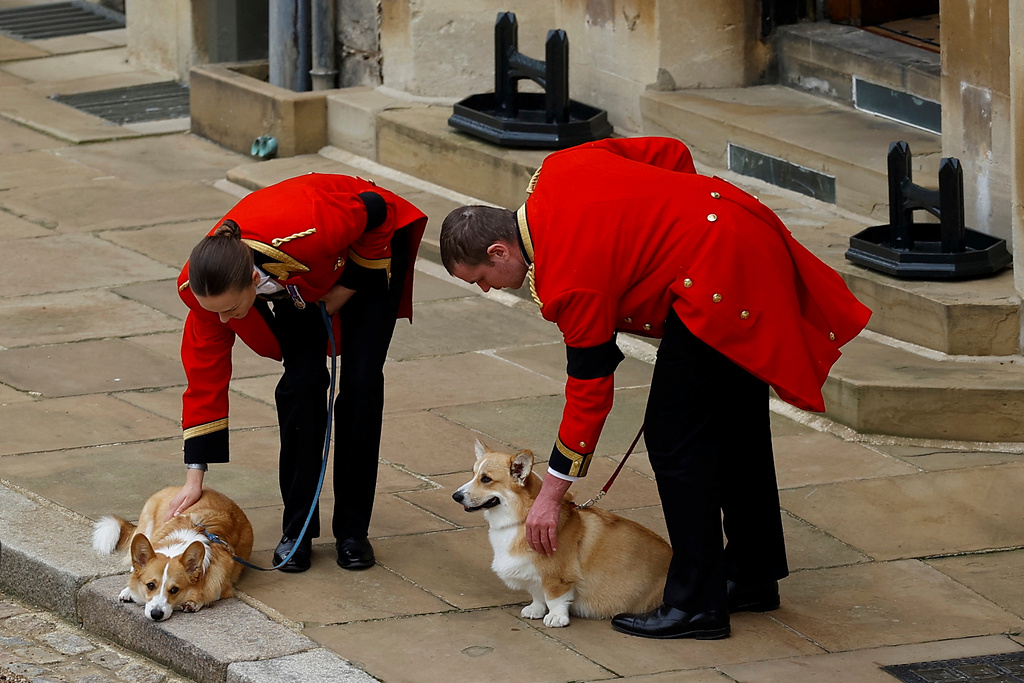 Kungahusets corgihundar vid slottet Windsor, dagen då drottning Elizabeth begravdes.
