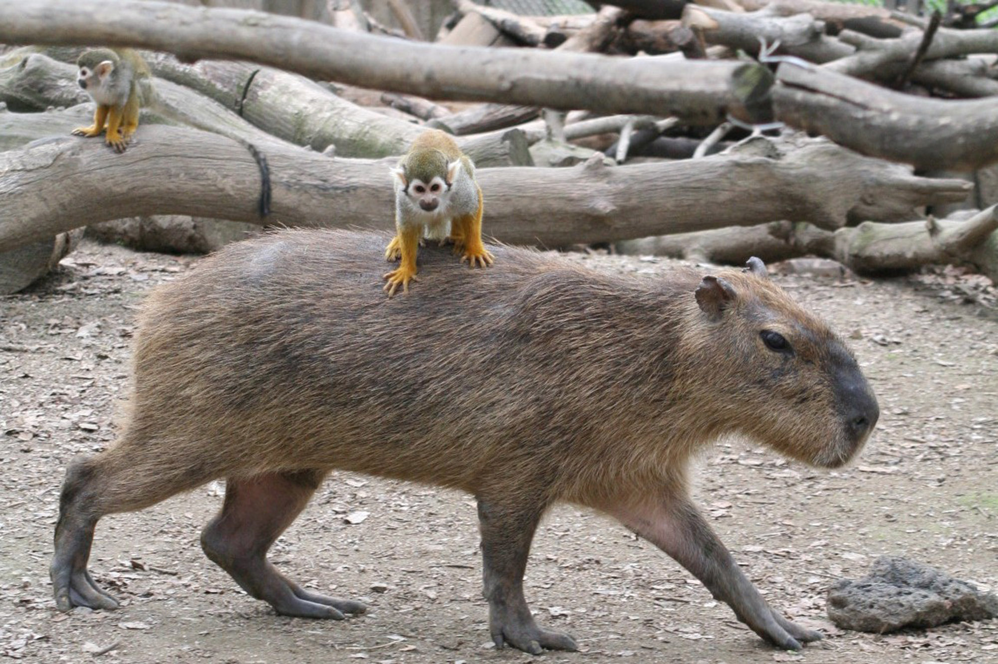 Capybaras är inte alltid kanon.