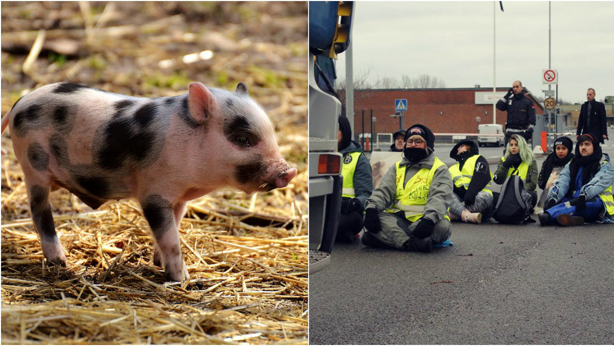 Djurättsaktivistgruppen "Tomma burar" stoppade under måndagen en lastbil fylld med grisar på väg till slakteriet i Kristianstad.