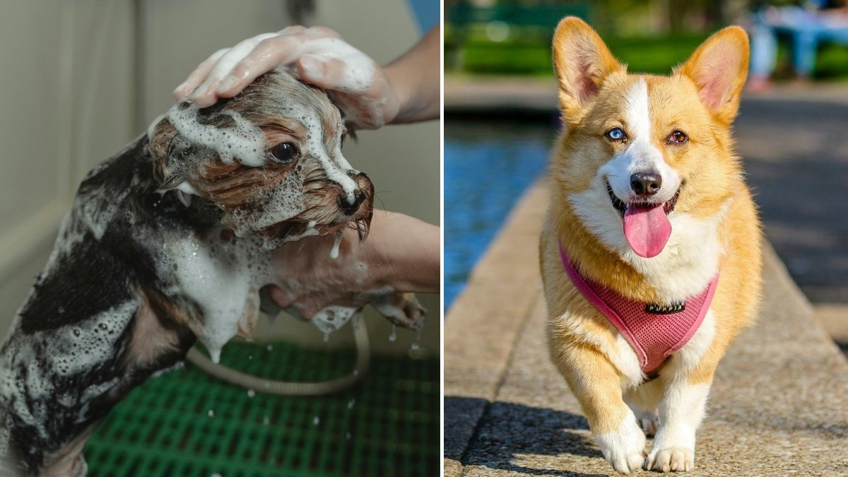 Här är tecknet på att du kan behöva bada din hund.