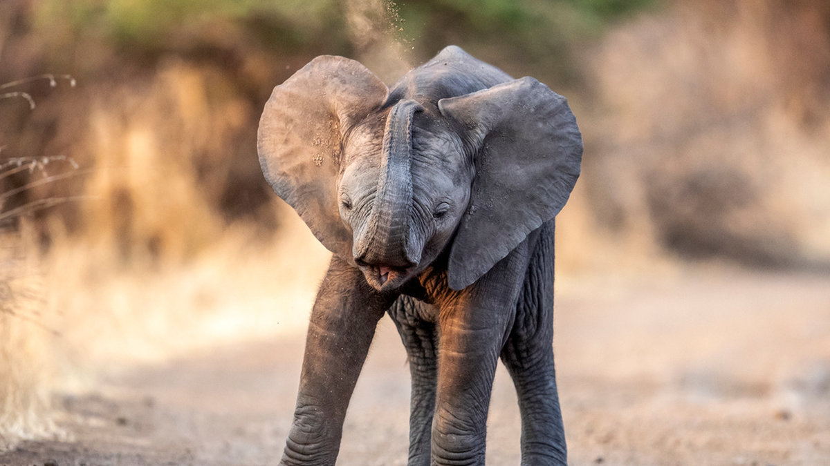 Elefantunge i Sydafrika. Arkivbild.