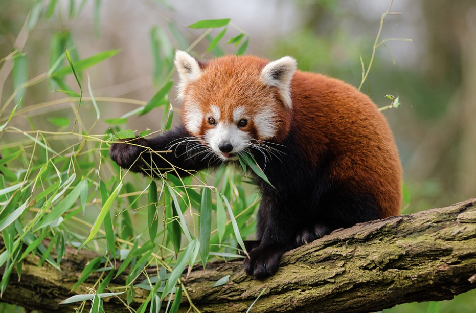 Röd panda. Röd panda.