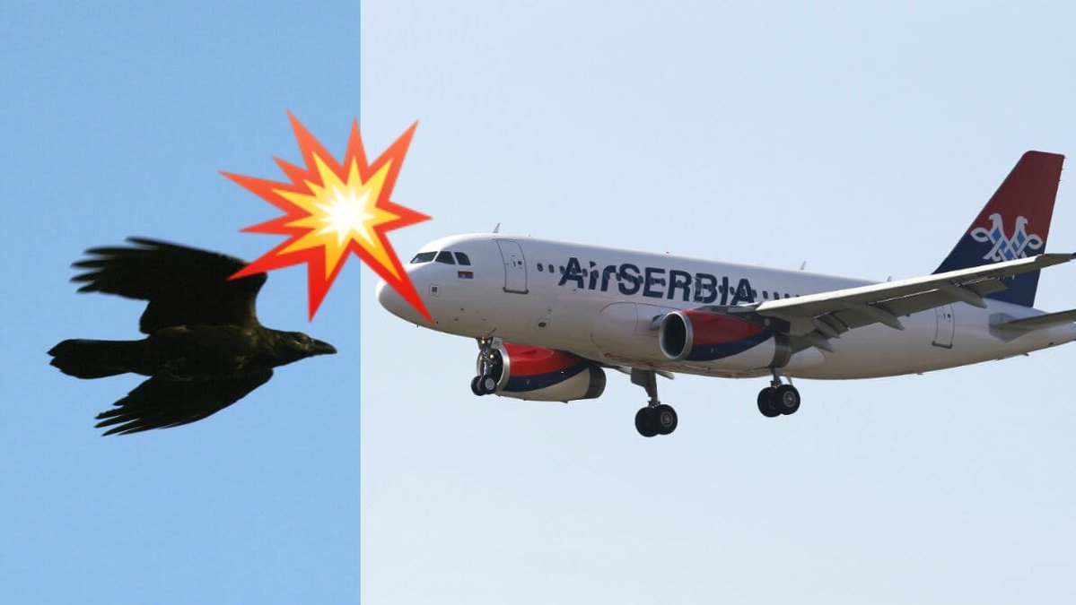 Ett flygplan av modellen A319-100 krockade med en fågel. Bilden är ett montage av genrebilder. 