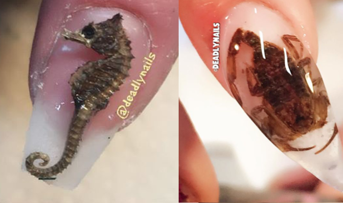 Sjöhäst och skorpion. Bildkälla: Instagram Sjöhäst och skorpion. Bildkälla: Instagram