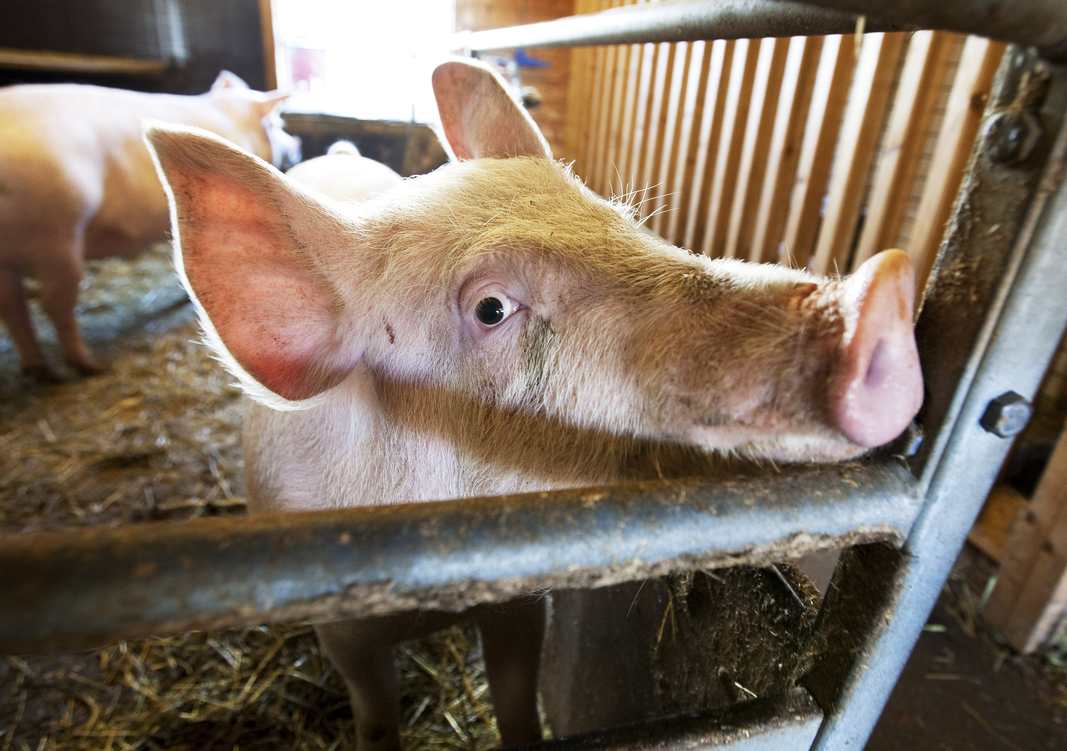 Europeiska grisar matas med fett och blod från andra grisar. Scan är med och producerar kannibalfodret.