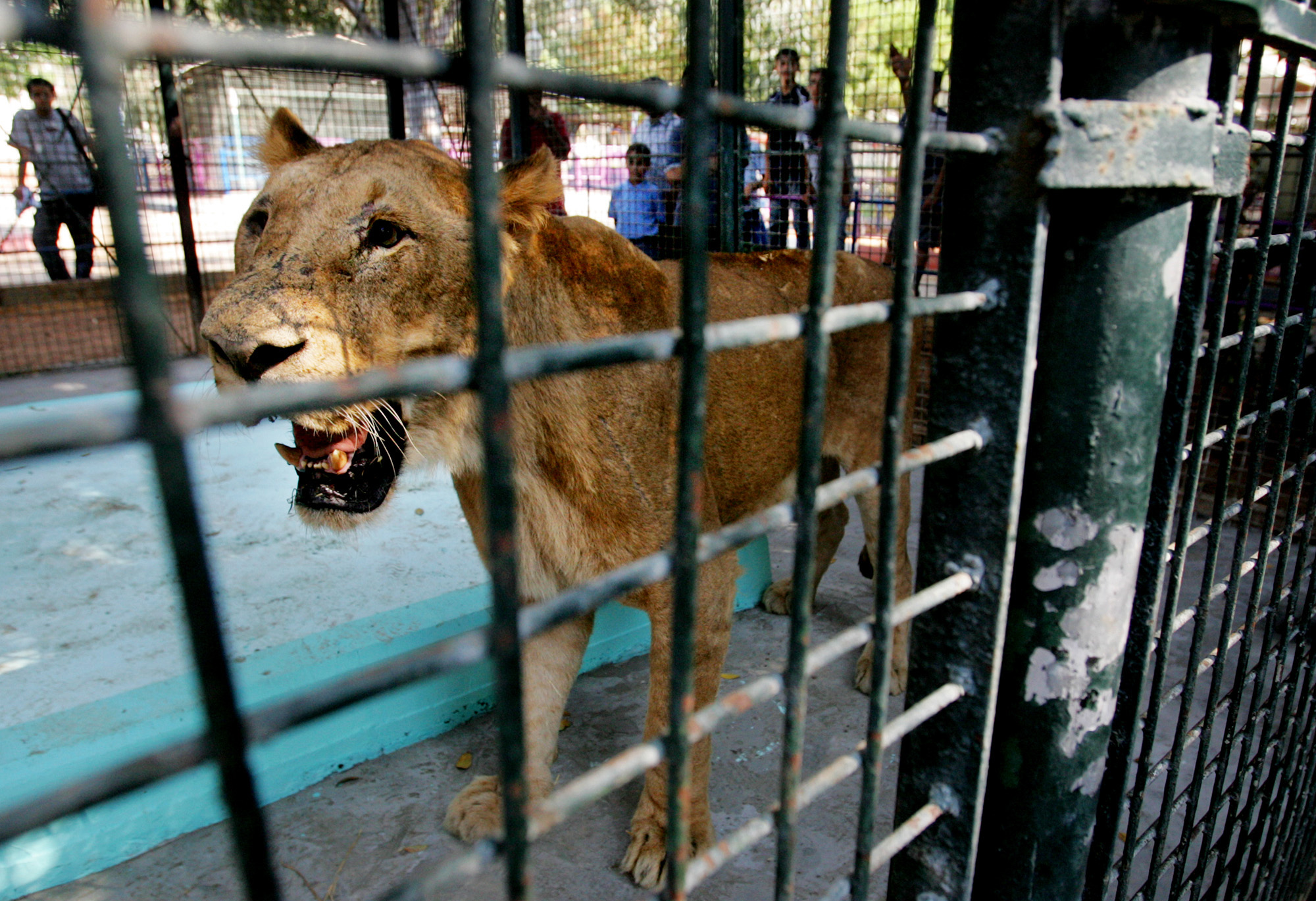 Lejon, Bur, Attack, Flicka, Ryssland, Zoo