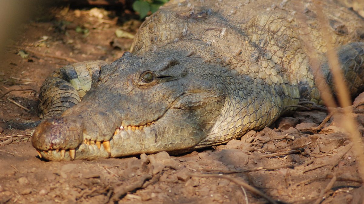 Krokodilen som levde för 130 miljoner år sedan var ungefär lika lång som en buss. Obs: genrebild. 