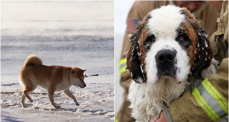 Husdjur, Hund, Vinter