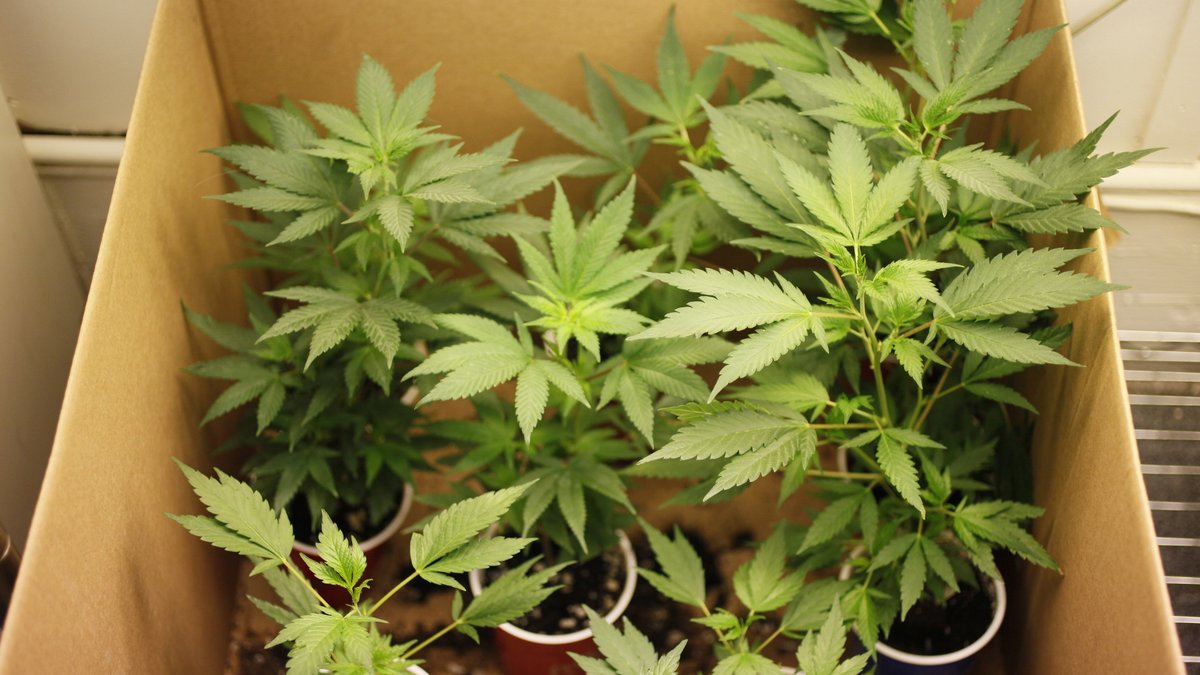 Cannabisodlingarna ökar i Sverige.
