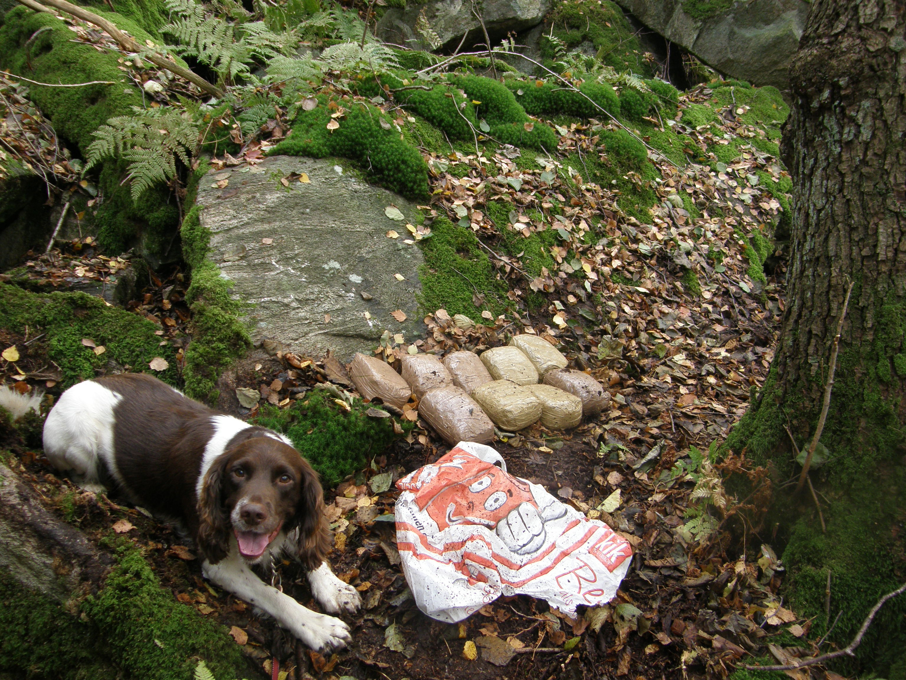 Narkotikahunden Batty visar stolt upp sitt fynd av flera kilo amfetamin i Göteborg.