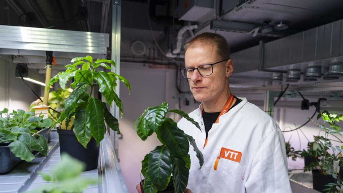 Forskare Heiko Rischer har odlat celler från kaffeplantor på labbet. Resultatet är ett pulver med kaffeegenskaper. Tanken är det ska bli en mer hållbar kaffevariant.