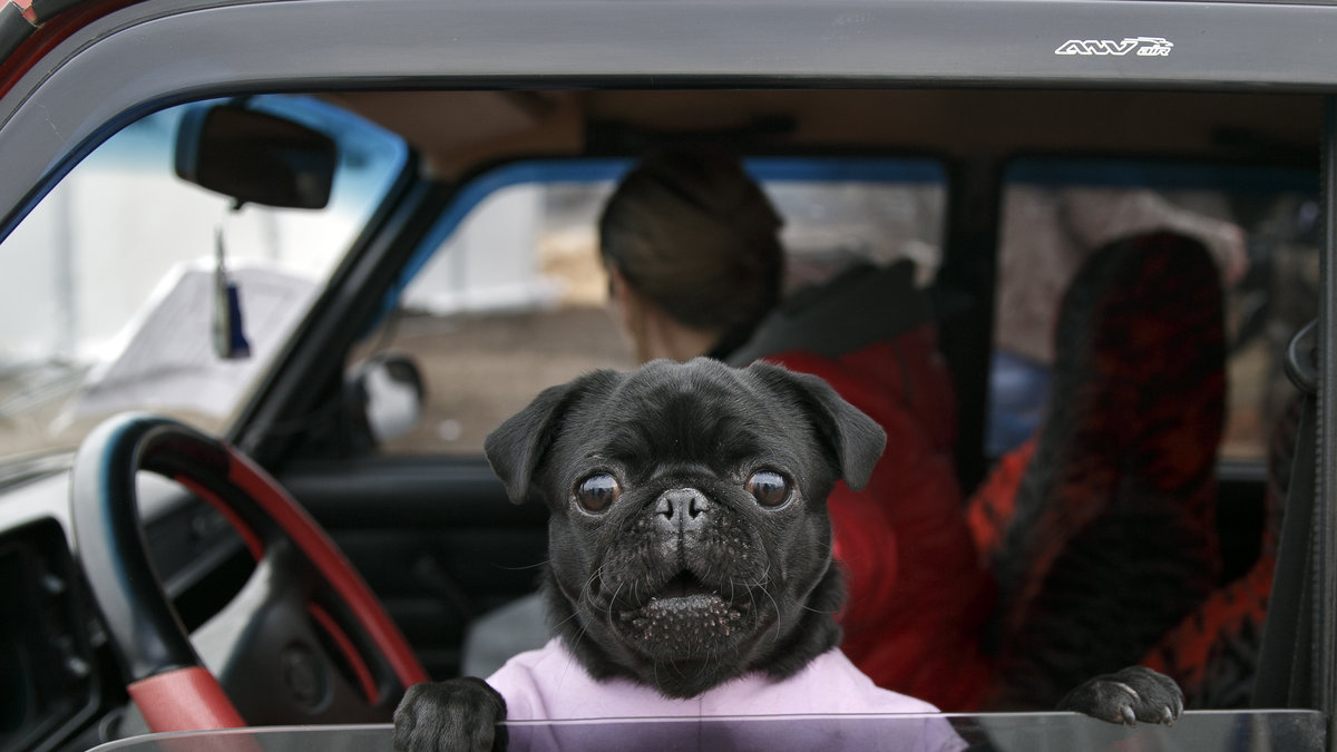 Det kan vara livsfarligt för hunden att lämnas i en varm bil. Hunden på bilden är inte hunden i artikeln.