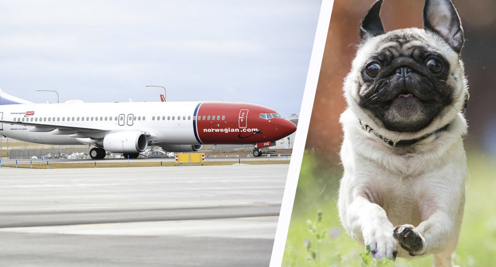 Norwegian vissa hundar från att flyga – har nu ändrat sig