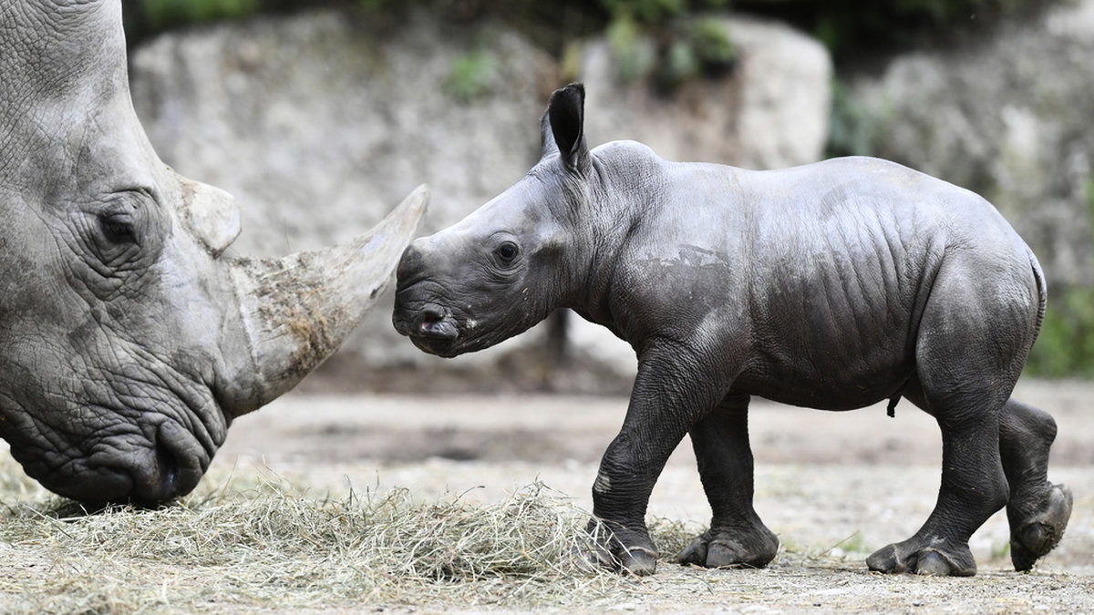 En djurskötare har omkommit i en olycka i noshörningshägnet på Salzburg Zoo. Arkivbild.
