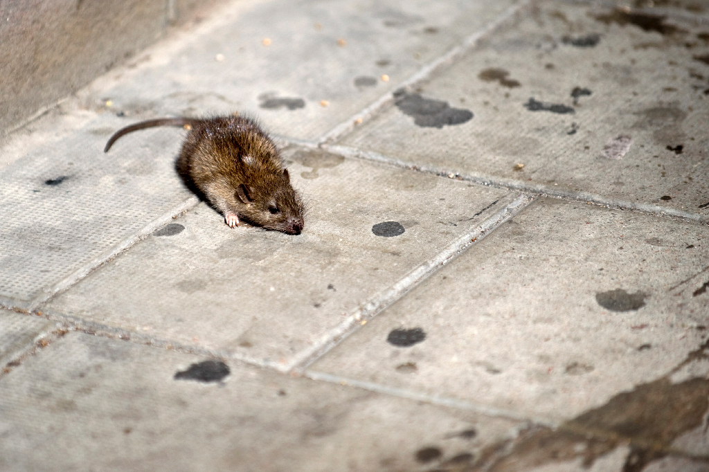 1949 bevisades det att det gick en råtta per 36 invånare.