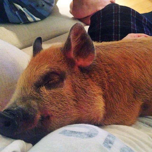 Sover du igen Jamon? Sover du igen Jamon?