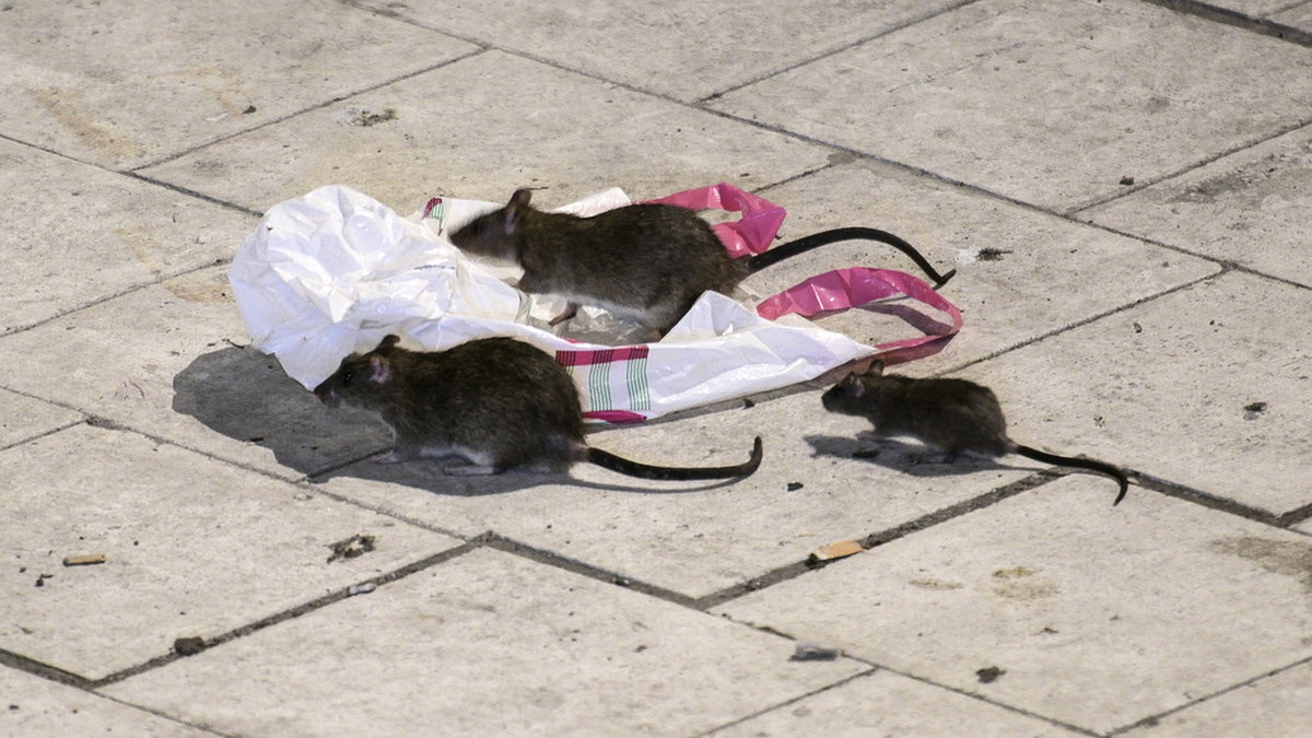 Råttor på Sergels torg i Stockholm. Arkivbild.