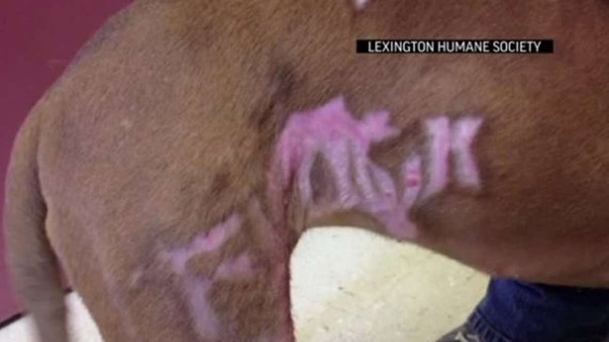  7-åriga valpen hittades med ordet "fuck" inbränt i pälsen. 