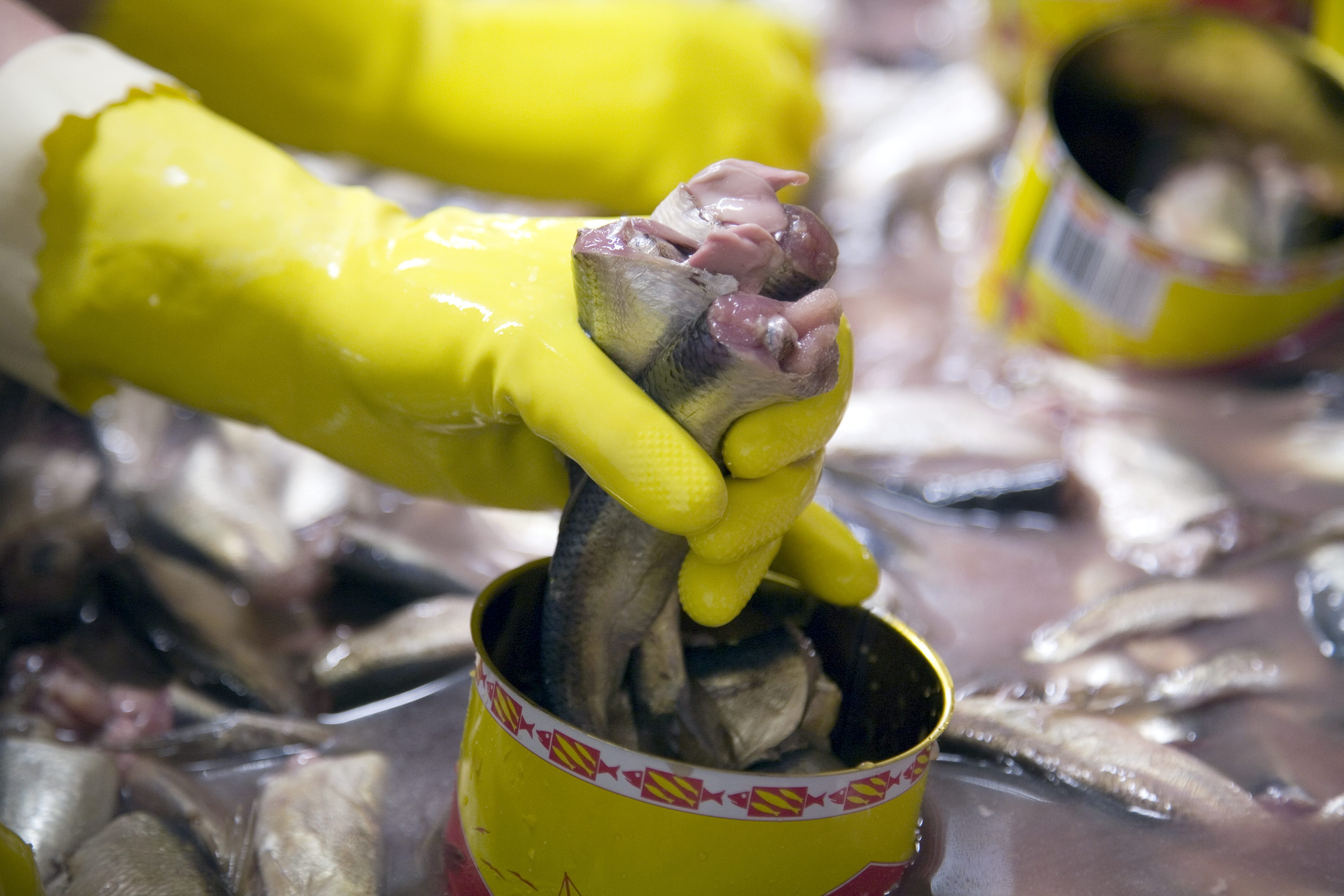 Fisk, EU, Forbud, Dioxin, Surstromming