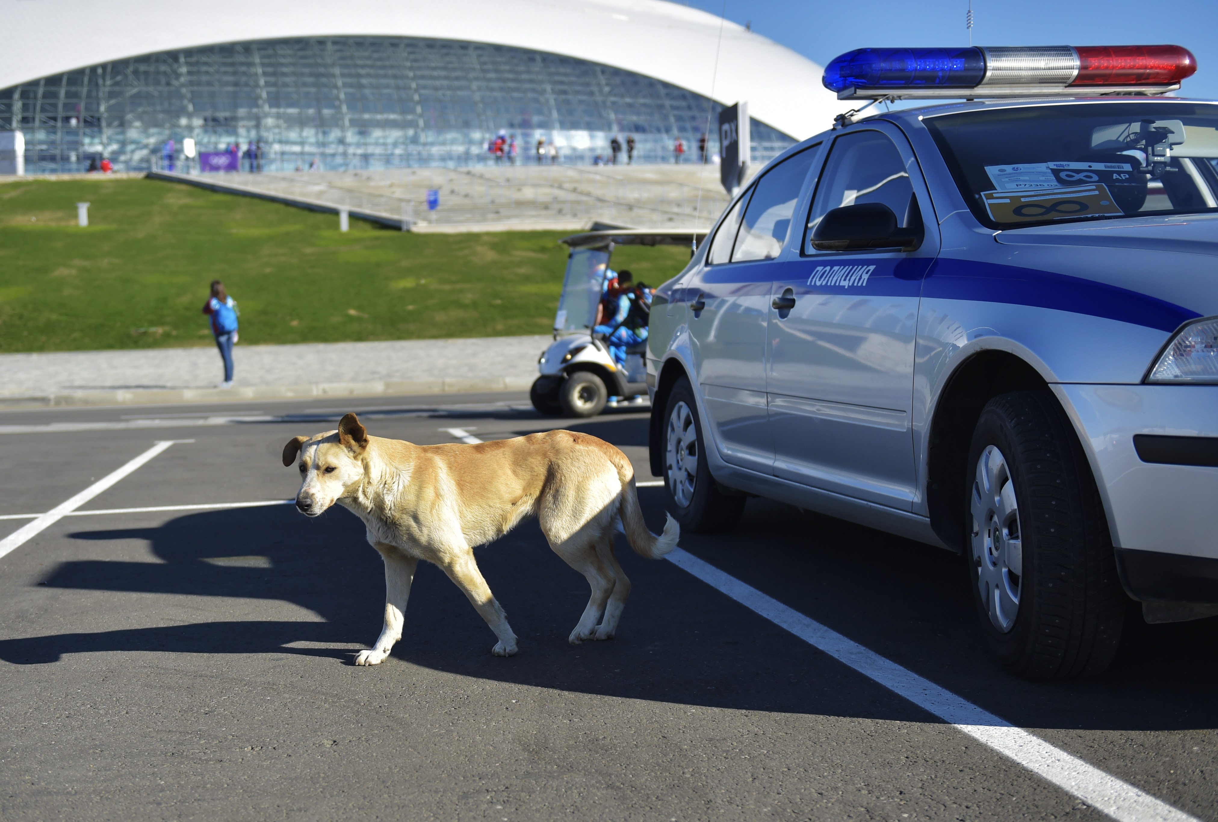 De herrelösa hundarna i Sotji har hotats med avlivning inför och under OS.