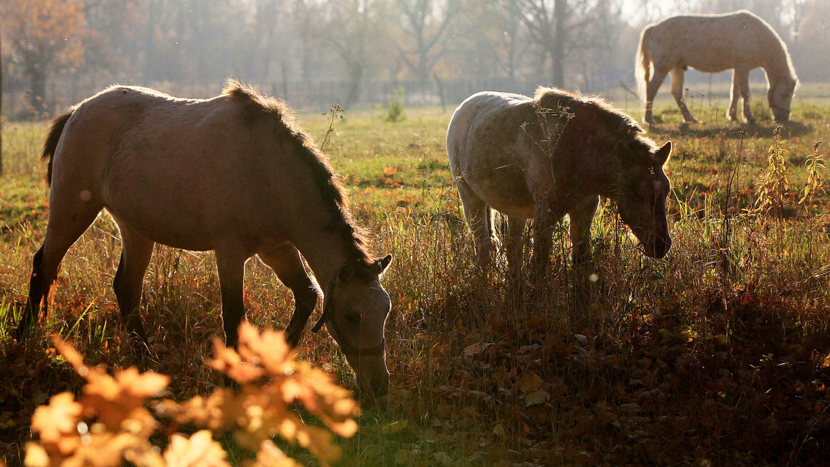 Hästar: De är vackra och för det mest lojala djur. Men bara på rodeos i USA dör 20 personer varje år för att de blir sparkade av hästar.