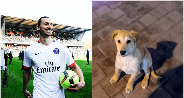 Hund, Santi Cazorla, Nacho Monreal, Arsenal, Zlatan Ibrahimovic