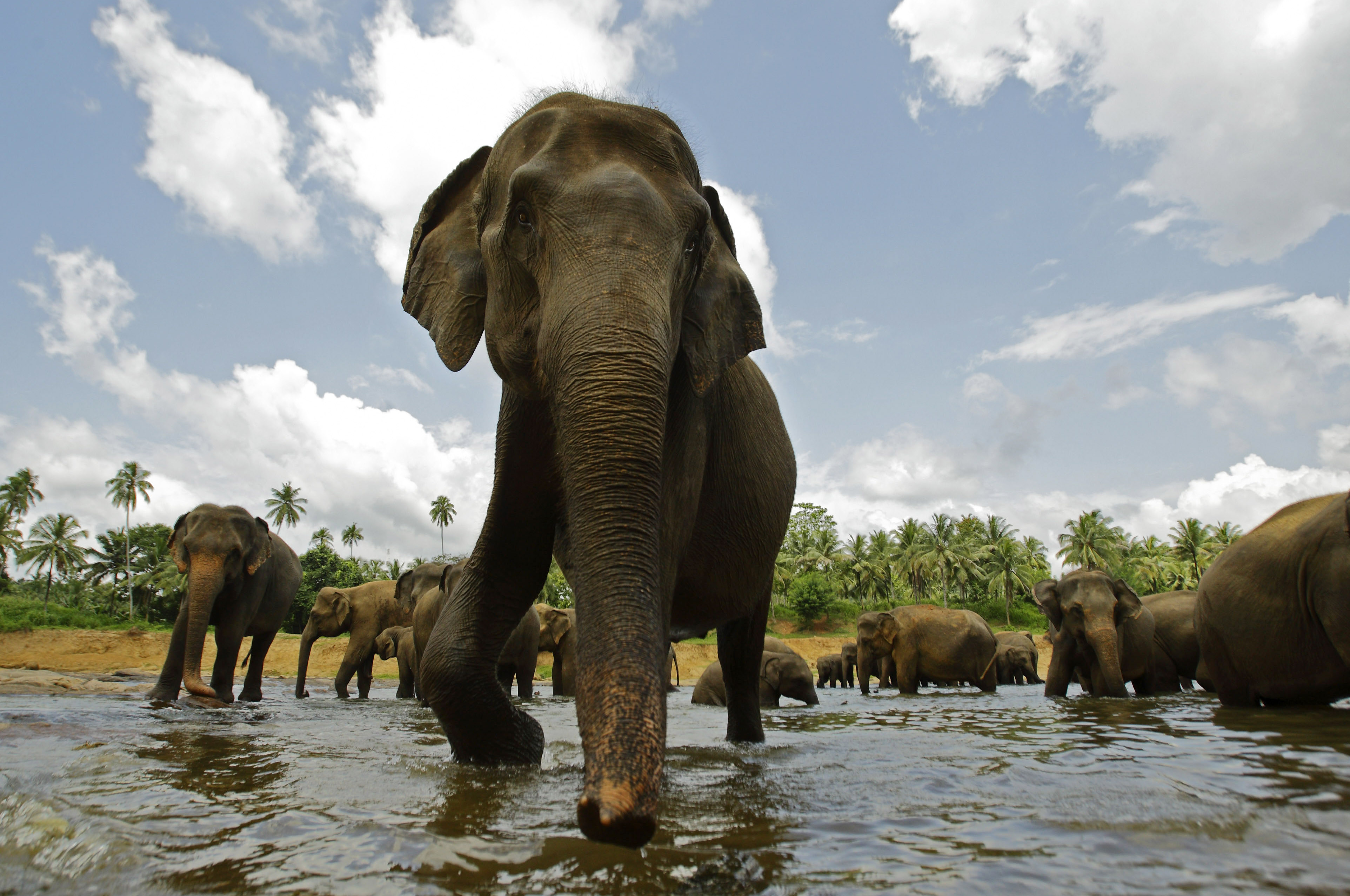 Elefanter är väldigt beroende av vatten och håller sig aldrig för långt borta från ett vattenhål. De dricker upp till 200 liter vatten per dag.