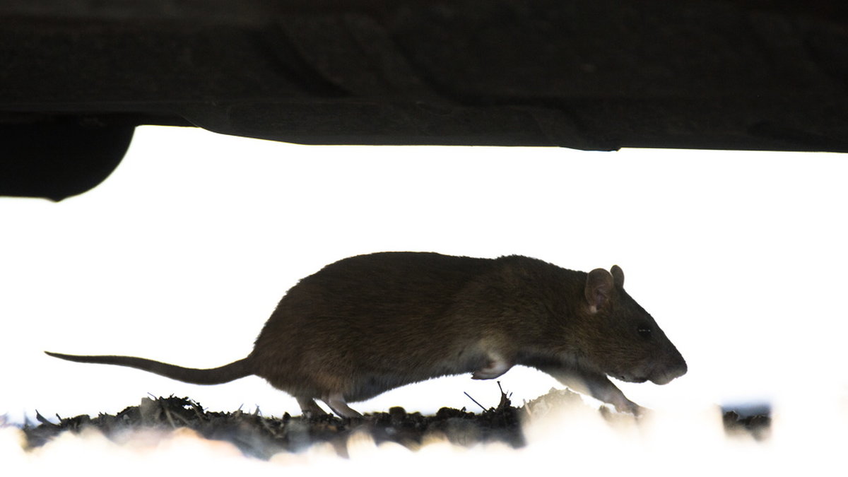 P-piller till råttor? Snart en möjlig lösning om man får tro danska forskare. Arkivbild.