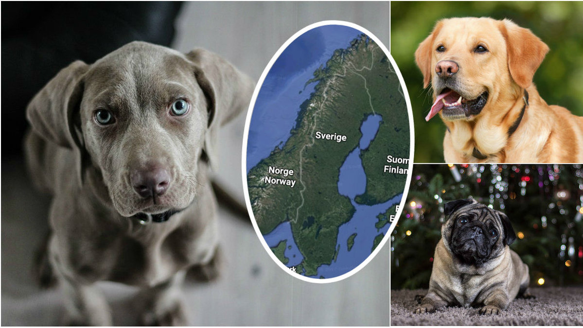 Jordbruksverket har släppt en lista över de populäraste hundraserna i olika kommuner i Sverige.
